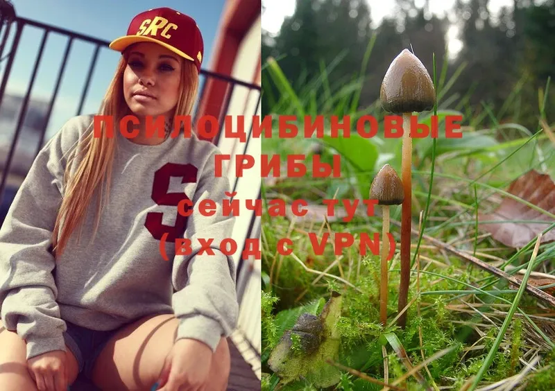 Галлюциногенные грибы Psilocybine cubensis Красный Кут