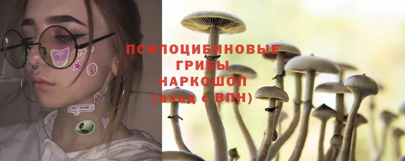 Галлюциногенные грибы Psilocybe  Красный Кут 